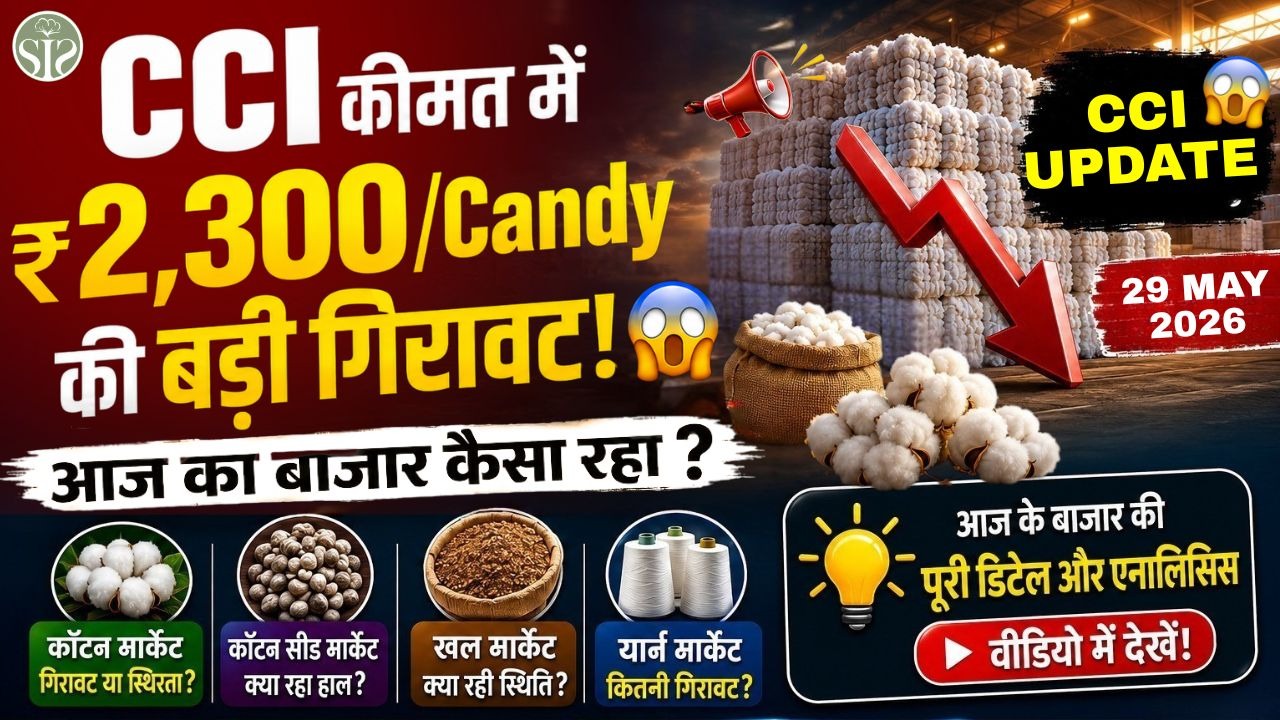 कपास बाजार में हलचल!🔥 CCI भाव ₹2,300/Candy नीचे